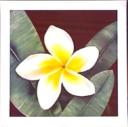 Harmony Frangipani by Karen Foley