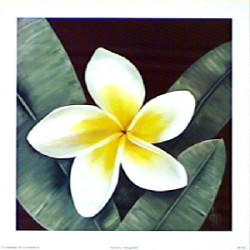 Harmony Frangipani by Karen Foley