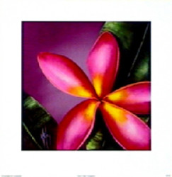 Cherry Cheer Frangipanni I