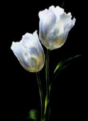 Tulips by Andrea Fontana