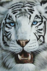 Tiger Blanco by Herbert Beyer