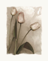 Tulips II by Richard Sutton
