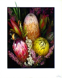 Natives by Carl Hensel