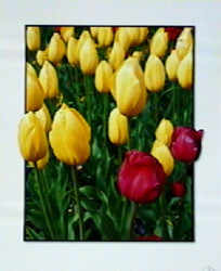 Tulips by Carl Hensel