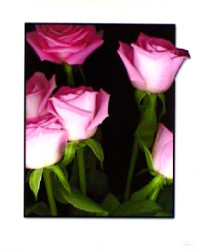 Pink Roses