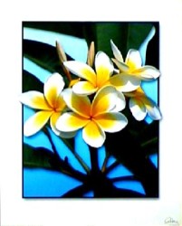 Frangipanis on Blue by Carl Hensel