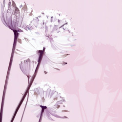 Pastel Lace I by Kate Knight