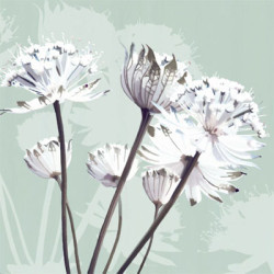 Pastel Lace II by Kate Knight