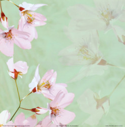 Pastel Blossoms I by Kate Knight