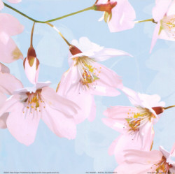 Pastel Blossoms II by Kate Knight