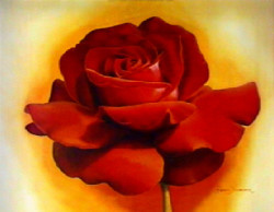 Red Velvet Rose by Annemarie Jaumann