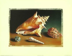 Shell Study I by L Bass
