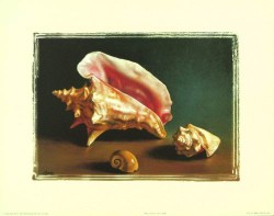 Shell Study II by L Bass