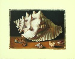 Shell Study III by L Bass