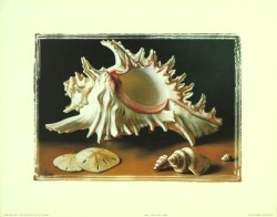 Shell Study IV by L Bass