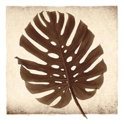 Monstera II by Michael Mandolfo