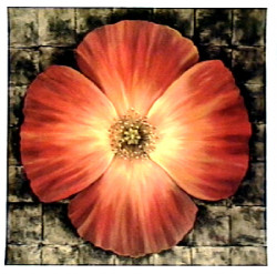 California Poppy by Tan Chun