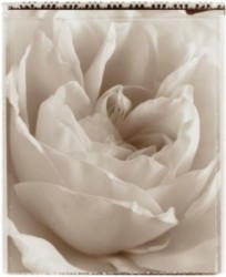 Delicate Rose by Alan Majchrowicz