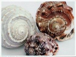 Spiral Shells by Mick Bird
