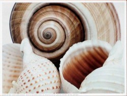 Soft Shells by Mick Bird