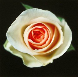 Flirtation by Grekos