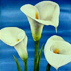 Calle Bianche by Maria Grazia Luffarelli