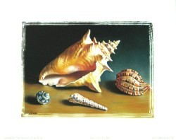 Shell Study I by Lyndall Bass