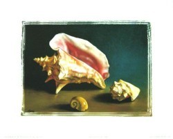 Shell Study II by Lyndall Bass