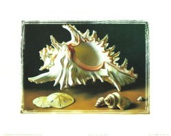 Shell Study IV by Lyndall Bass