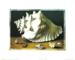 Shell Study III by Lyndall Bass
