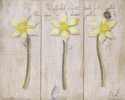 The Daffodil by Mid Gordon
