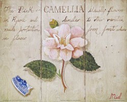 The Pink Camellia by Mid Gordon