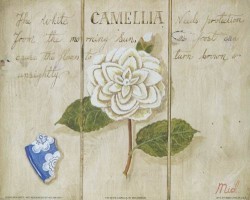 The White Camellia by Mid Gordon