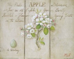 The Pink Apple Blossom