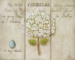 The White Viburnum by Mid Gordon