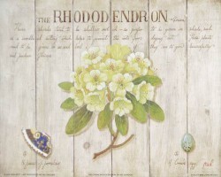 The Cream Rhododendron by Mid Gordon