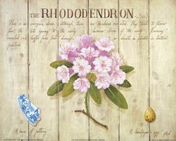 The Pink Rhododendron by Mid Gordon