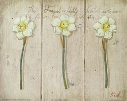 The Jonquil by Mid Gordon