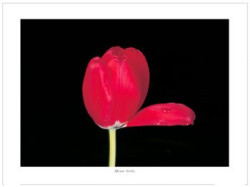 Red Tulip by Mina Selis