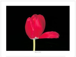 Red Tulip