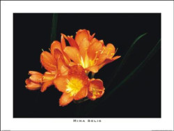 Orange Clivis by Mina Selis