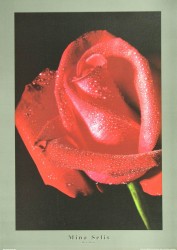 Red Rose by Mina Selis
