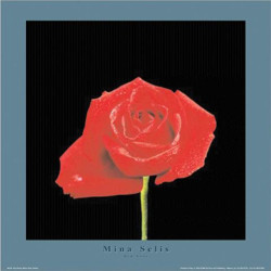 Red Rose by Mina Selis