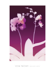 Light Plum Orchid by Nina Farrell