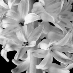 Hyacinth by Brigettte Hoy