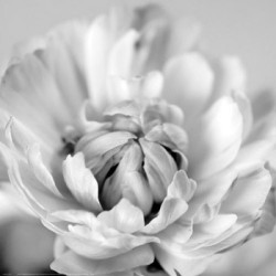 Ranuculus V by Brigettte Hoy