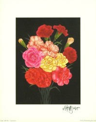 Carnations by Andrew Patsalou