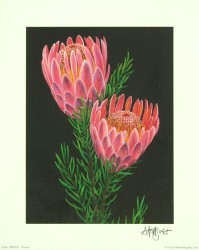 Proteas by Andrew Patsalou