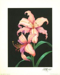 Pink Lillies by Andrew Patsalou