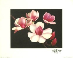 Magnolias by Andrew Patsalou
